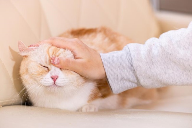 愛猫とスキンシップ