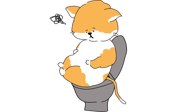 猫の便秘
